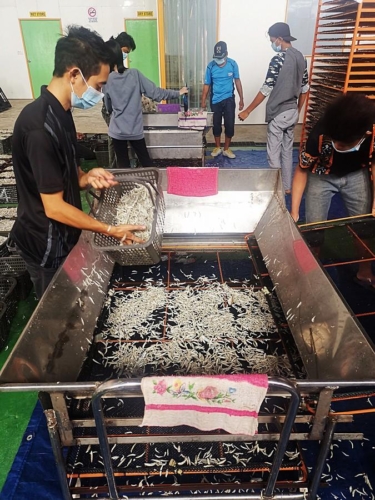 Anchovies graded and spread on indoor drying trays