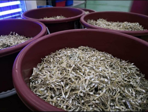 Fresh dried anchovies after indoor drying process