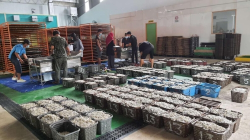 Spreading fresh anchovies into trays